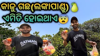 କାଜୁ ଗଛ ଏବଂ ଲଙ୍କାପାଣ୍ଡୁ 😍😋 !!