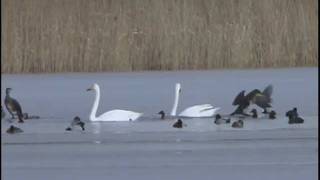 FEVRIER CYGNES CHANTEURS et HARLE BIEVRE