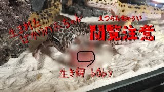 【閲覧注意】ヒョウモントカゲモドキに生きたハムスターの赤ちゃんをそのまんま与えた【閲覧注意】【閲覧注意】【閲覧注意】