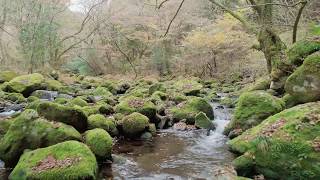 秋の奥日田 紅葉探しにドローン旅（大分県日田市）