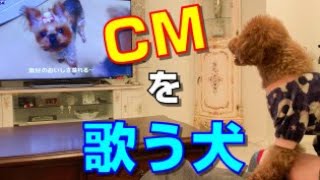 CMを歌う犬【トイプードル】【グラン・デリ】