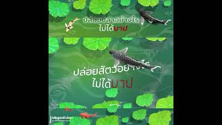 ปล่อยปลา ปลาหมอคางดำ  ปล่อยเต่า ทำบุญหรือทำบาปกันเเน่ !!!! #ปลาหมอสี #ปลาหมอคางดำ #ปลานิล EP.3