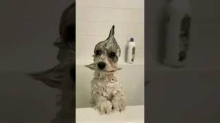 The Funniest Animals Ever! Watch #58 for a Good Laugh! #funnyanimals #pets #shorts #funnyvideo