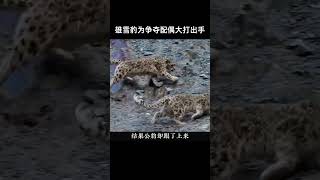 雪豹母子與雄性追求者的故事