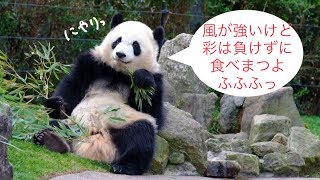 【強風の中がんばる！夕方からお外のこぱんだ🌈彩浜Vol.1】どっしり彩社長🐼Panda cub Saihin🌪Today is a windy day