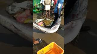 fishmarket#thengapattanam#fishingharbour#sailfish#shorts#