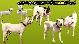 Kohati gultair Dogs with price and Full information | Best Dog of 2021 | Amazing Dogs