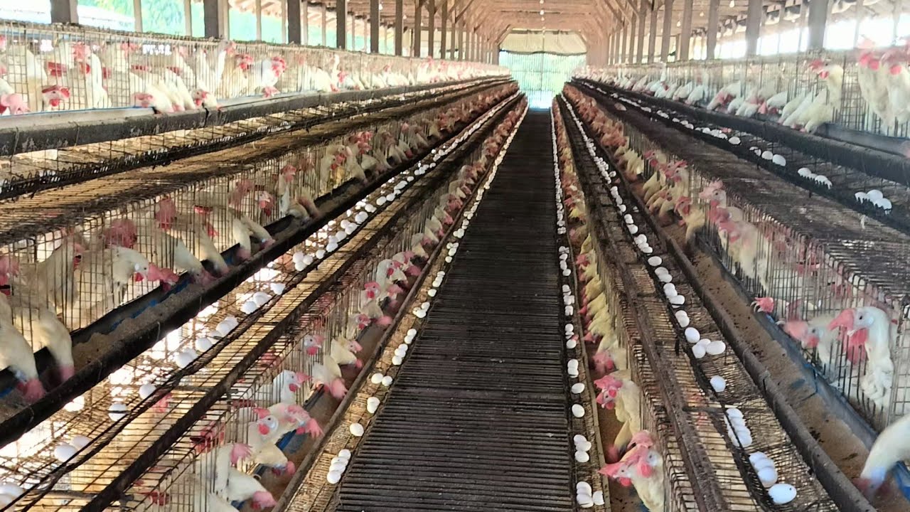 Layer Poultry Farm Youtube