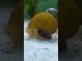 apple snail moving