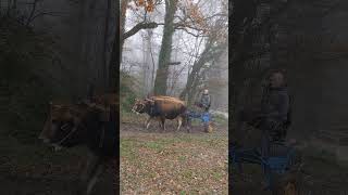 Mystic Foggy Day in New Mayapur France #bull #newmayapur #bœuf #cowprotection #varnasrama