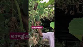 ശരീരത്തിലെ നെയ്യ് ഉരുക്കുന്ന നെയ്യ് കുമ്പളം 👍