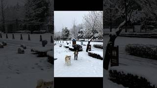 📲Googleフォトから🤔思い出の🎞️写真が送られて来ました🫱‥‥🗓️21.1.24☃️雪のミューズパークを🐾散歩する😇先代の秋田犬🐕ハナちゃん🏡自宅にも⛄️積雪😍