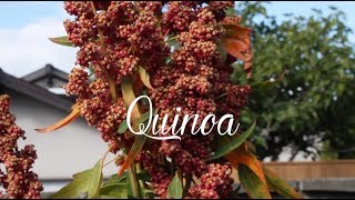 Quinoa for breakfast