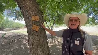 Katie's Cozy Cabins Park Tour