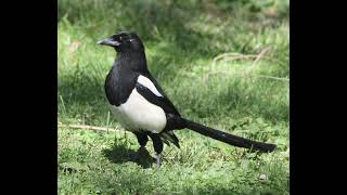 Call of the Magpie - Richiamo della Gazza Ladra