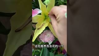 百合花掉花粉？没关系，提前把花蕊摘掉就行！