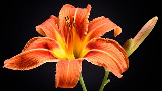 Lily Flowers With Morning Happiness Video 2021/ 4k UltraHd Lily Flowers Music video.