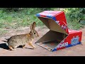 Most Easy Underground Rabbit Trap Using Cardboard Box - Rabbit Trap That Work 100%