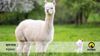 আলপাকা / Alpaca