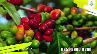 0851 8900 8260 ( Tsel ) Sentra Bibit Kopi, Bibit Kopi Arabika