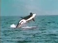 An orca starts its prey