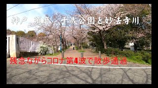 4KGoPro 散歩で神戸須磨 千歳公園・妙法寺川の桜咲く道を通過 人出多く 楽しみと少し不安 2021.3.27　HERO8