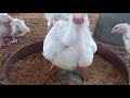 COMMENT DEBUTER UN ELEVAGE DE POULETS DE CHAIR OU POULES PONDEUSES? Essemvo/ Hawa Conseils Elevage