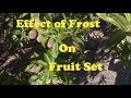 Effect of Frost on Fruit Set