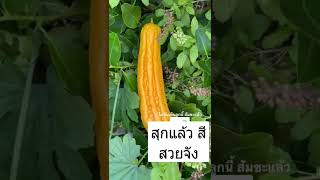 Ripe Bitter Gourd   - มะระสุก สีเหลืองสวยมาก #organic #skygarden