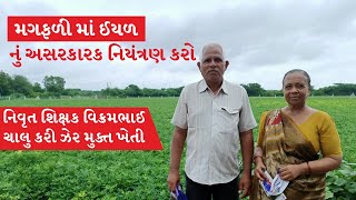 નિવૃત શિક્ષક વિક્રમભાઈ ચાલુ કરી ઝેર મુક્ત ખેતી જાણો મગફળી માં ઈયળ નું સંપૂર્ણ જૈવિક સમાધાન