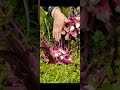 harvesting this nutrient packed swiss chard 🌿 fresh from the garden gardenharvest freshandhealthy