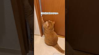 押せば開くドアを一生懸命引く猫 #shorts