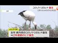 まんのう町で同じ親鳥から「コウノトリのヒナ」２年連続で誕生！　姿は見えず何羽かは不明【香川】 24 05 02 18 00