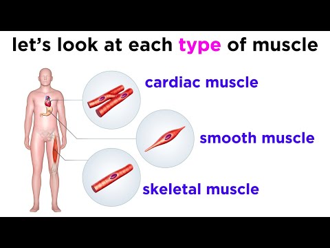 How many types of muscle tissue are there?