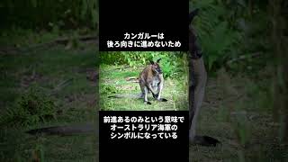 カンガルーの雑学 #動物雑学 #動物の雑学 #動物の豆知識 #カンガルーの雑学 #動物 #雑学 #カンガルー