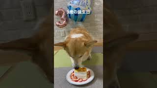 3歳の誕生日。フライングでケーキを食べる#コーギー #corgi #3歳の誕生日。#琥珀#思い出のアルバム