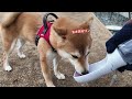 【柴犬うに】緊張？初めての外食！