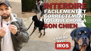 Comment INTERDIRE quelque chose à son CHIEN ! (Facilement)