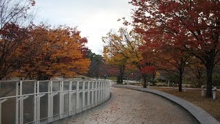 小さな窓の花ごよみ 174 錦秋の白山空中庭園　♪VIVALDI 四季~秋~第2，3楽章 ♪