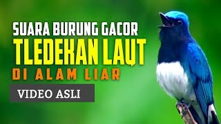 Suara Burung Decu Di Alam Liar