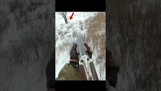 одна из лучших охот на кроликов#chasse#hunting#rabbithunting#greathunt