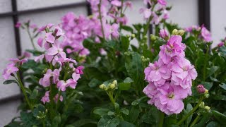 ストックの花  八重と一重が咲いて選別は失敗