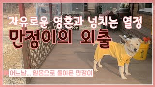 귀촌일기_만정이의 외출 (Puppy's Outing in the morning)