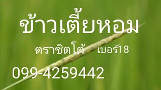 ข้าวเตี้ยหอม ต้านทานโรค เบอร์18 น่าน59 ติดต่อ099-4259442