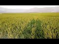 Rice farming in Tanzania. 📸 Was taken at Chekelei scheme Tanga