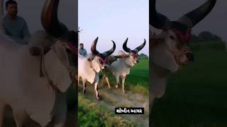 # ટોપ વઢિયારાં બળદ ની જોડ # રોજા # બળદ નાં શોખીન #ox lover #