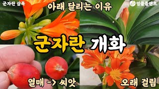 군자란 꽃 피우기 🌿 군자란 꽃 피는 방법 🌺 온도관리, 빛 관리 필요!