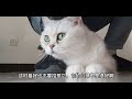 猫咪眼睛也能说话吗？猫咪眼睛语言很丰富，你造么？