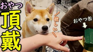 【かわいい】ご飯食べないでおやつを必死におねだりする柴犬