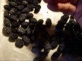 saving the harvest how to freeze blackberry and mulberrys